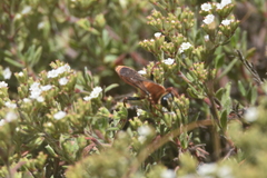 Sphex latreillei