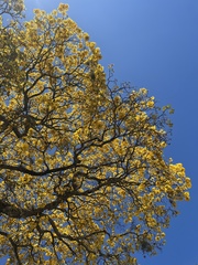 Handroanthus guayacan