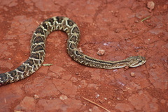 Crotalus durissus