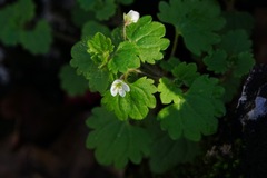 Veronica cymbalaria