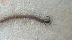 Scolopendridae
