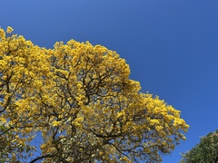 Handroanthus guayacan