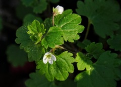 Veronica cymbalaria