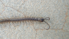 Scolopendridae