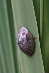 Physonota alutacea