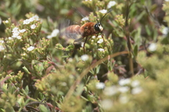 Sphex latreillei
