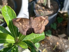 Eantis papinianus