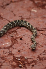 Crotalus durissus