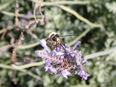 Eucera gracilipes