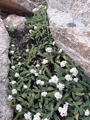 Valeriana philippiana