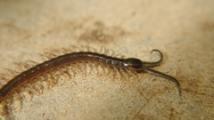 Scolopendridae