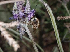 Eucera gracilipes