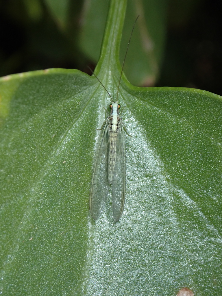 Apertochrysa fortunata