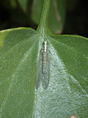 Pseudomallada fortunatus