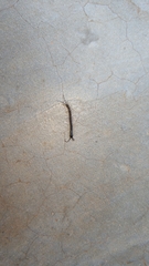 Scolopendridae