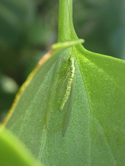Pseudomallada fortunatus