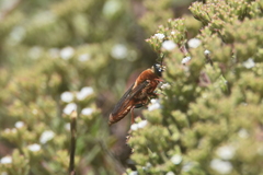 Sphex latreillei