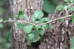 Randia obcordata