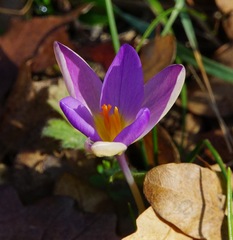 Crocus variegatus