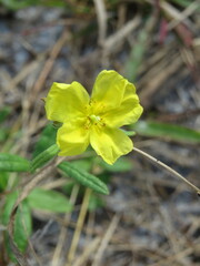 Crocanthemum corymbosum