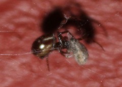 Steatoda borealis
