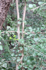 Randia obcordata