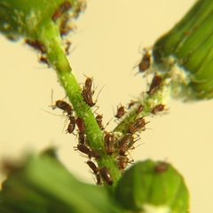 Uroleucon sonchi