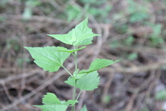 Tamaulipa azurea