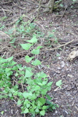 Tamaulipa azurea