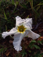 Mandevilla petraea