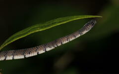 Asthenodipsas laevis