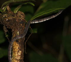 Asthenodipsas laevis