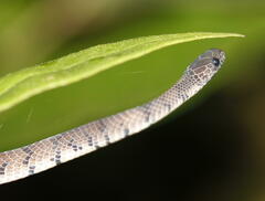 Asthenodipsas laevis