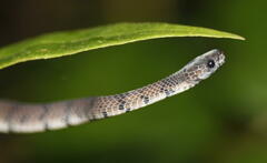 Asthenodipsas laevis