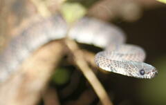 Asthenodipsas laevis