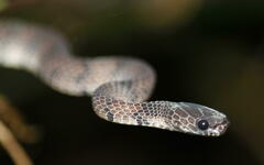 Asthenodipsas laevis