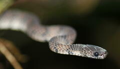 Asthenodipsas laevis