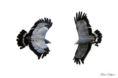 Polyboroides typus typus