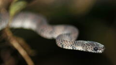 Asthenodipsas laevis