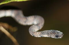 Asthenodipsas laevis