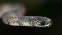 Asthenodipsas laevis