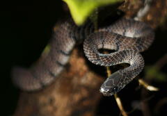 Asthenodipsas laevis