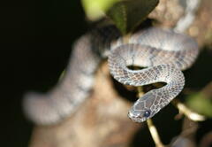 Asthenodipsas laevis