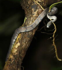 Asthenodipsas laevis