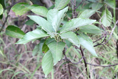 Cordia boissieri