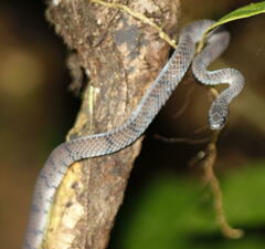 Asthenodipsas laevis