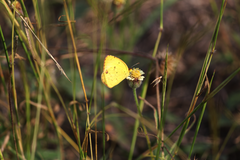 Pyrisitia lisa centralis