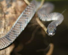 Asthenodipsas laevis