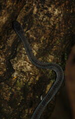 Asthenodipsas laevis