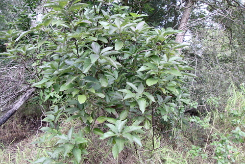 Cordia boissieri